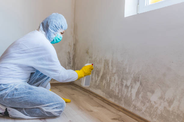 Licensed Mold Remediation service in High Bridge, WA - 24 Hour Mold Removal