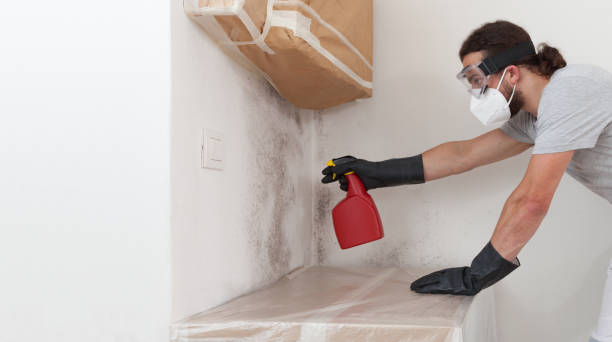 Professional Mold Remediation technician working in High Bridge, WA